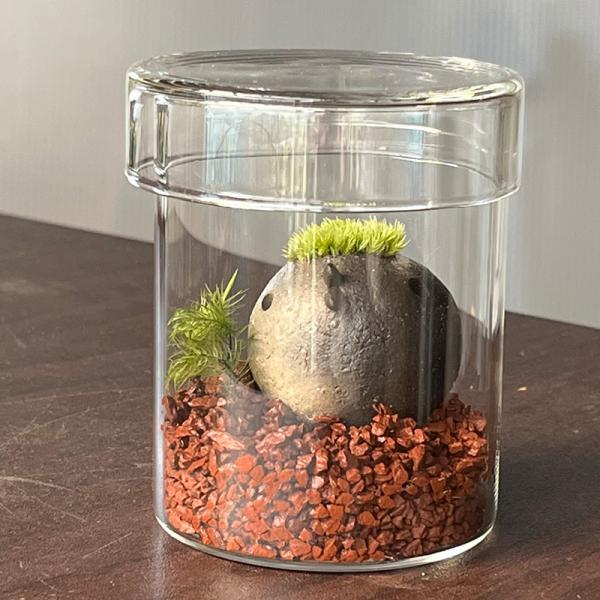 苔 育てる コケテラリウム モスモス コトリ 1羽 おうちセット