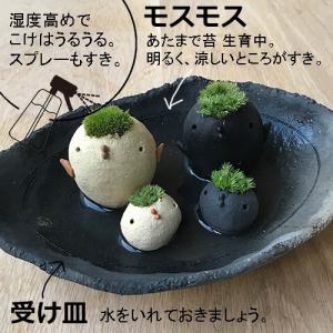 苔 コケテラリウム モスモス 真山茜 モスドリ...の詳細画像3