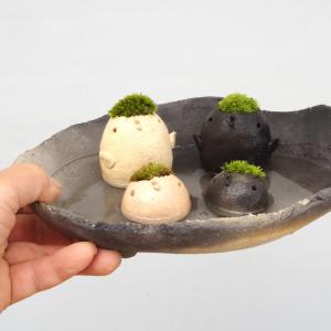 苔 コケテラリウム モスモス 真山茜 モスドリ...の詳細画像4