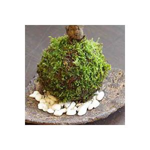 苔玉の下 通気性 よくなります 敷石 白石 苔...の詳細画像2