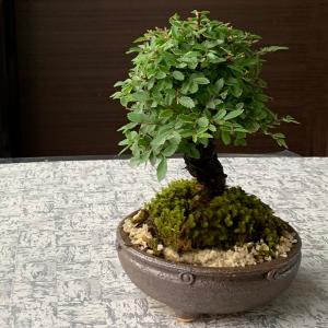 楡欅石付き盆栽 ニレケヤキの石付き盆栽 にれけやき bonsai 送料無料