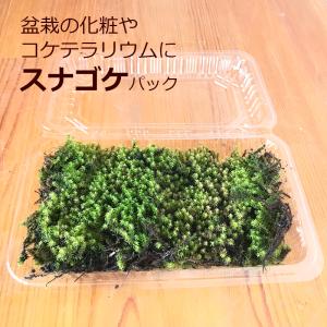 盆栽作り スナゴケパック 盆栽 苔 こけ コケ