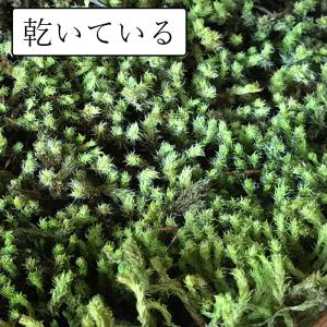 盆栽作り スナゴケパック 盆栽 苔 こけ コケの詳細画像2
