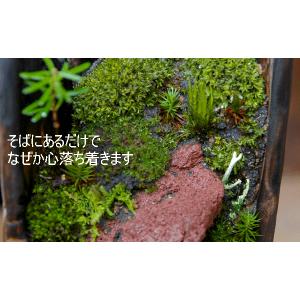 盆栽作り スナゴケパック 盆栽 苔 こけ コケの詳細画像5