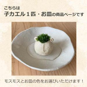 モスモスシリーズ 作家 真山茜 モス子カエル1...の詳細画像1