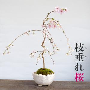 開花終了 盆栽 サクラ咲く 枝垂れ桜 盆栽 一重の花 万古焼 白深鉢 育て方のしおり 1年分肥料つき 桜 さくら サクラ