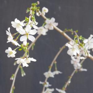 開花終了 盆栽 サクラ咲く 枝垂れ桜 盆栽 一...の詳細画像1
