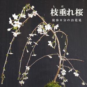 開花終了 盆栽 サクラ咲く 枝垂れ桜 盆栽 一...の詳細画像2