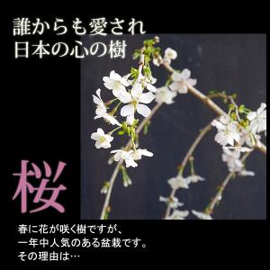 開花終了 盆栽 サクラ咲く 枝垂れ桜 盆栽 一...の詳細画像3
