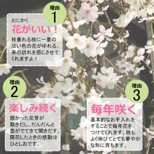 開花終了 盆栽 サクラ咲く 枝垂れ桜 盆栽 一...の詳細画像4