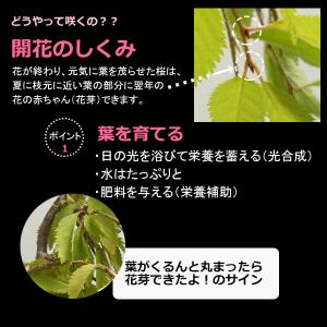 開花終了 盆栽 サクラ咲く 枝垂れ桜 盆栽 一...の詳細画像5