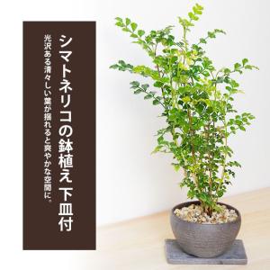 添配 盆景 矮鶏 ちゃぼ 対 つい 銅製 チャボ にわとり 鶏 ニワトリ