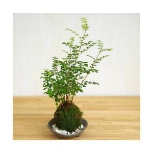 苔玉 盆栽 涼しげな葉 シマトネリコ の苔玉 くらま岩器セット : みどり