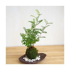 苔玉 盆栽 涼しげな葉 シマトネリコ の苔玉 くらま岩器セット : みどり