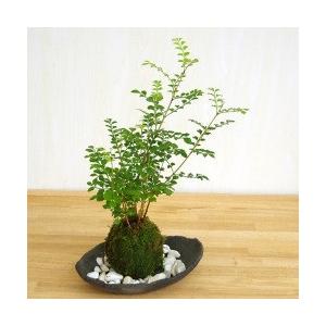 苔玉 盆栽 涼しげな葉 シマトネリコ の苔玉 炭化焼締器セット : みどり