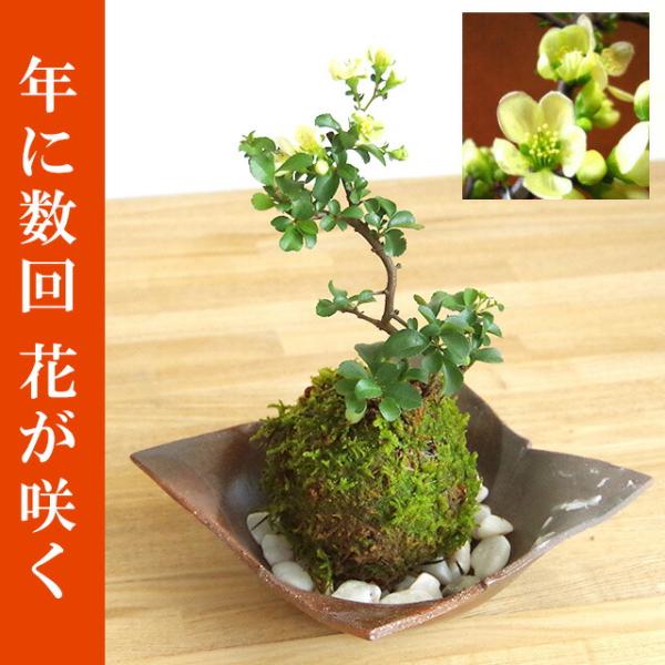 苔玉 盆栽 白長寿梅 シロチョウジュバイ 苔玉 焼締茶器 敷石セット チョウジュバイ ちょうじゅばい...
