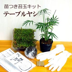 苔玉キット 苗付 テーブルヤシ 苔玉 こけだま ...の商品画像