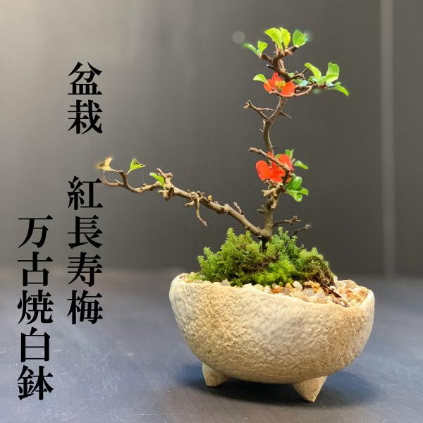 盆栽 紅長寿梅の盆栽 万古焼白丸鉢 紅長寿梅 チョウジュバイ ちょうじゅばい