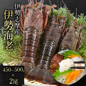 送料無料 訳あり 冷凍 伊勢海老 伊勢志摩産 450g〜500g 2尾 (計約950g)