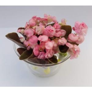 エディブルフラワー ケーキの商品一覧 通販 Yahoo ショッピング