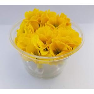 花 プリムラジュリアンの商品一覧 通販 Yahoo ショッピング