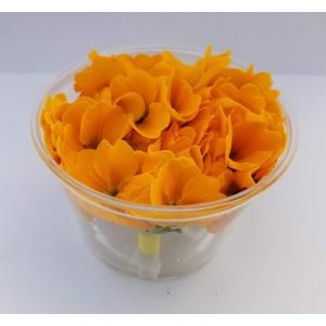 花 プリムラジュリアンの商品一覧 通販 Yahoo ショッピング