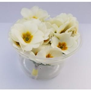 花 プリムラジュリアンの商品一覧 通販 Yahoo ショッピング