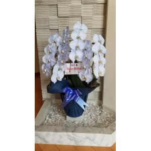 三重のお土産横丁 カラー胡蝶蘭 Yahoo ショッピング