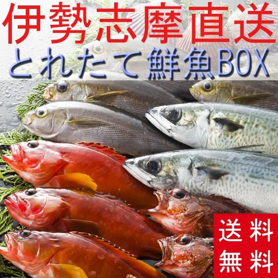 送料無料　とれたて鮮魚BOX5kg　三重県産　天然魚　詰め合わせ　セット　刺身　