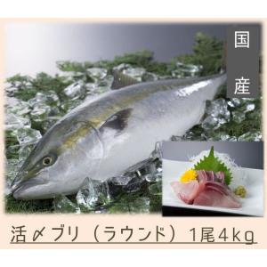 送料無料　活〆ブリ（国産）ラウンド約4kg　鰤　ぶり　｜miegyoren