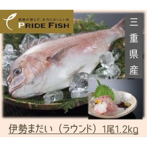 送料無料　伊勢まだい（三重県産）ラウンド1.3kg以上　刺身　PRIDE FISH　プライドフィッシュ選定　｜miegyoren