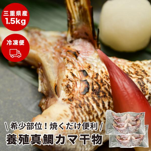 養殖真鯛カマ干物1.5kg