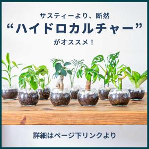 サスティー Lサイズ ホワイト/グリーン/ブラ...の詳細画像2