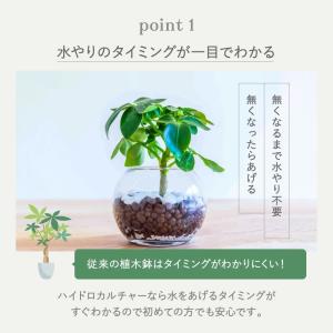 ハイドロカルチャー 植え替え 4点セット ガラ...の詳細画像1