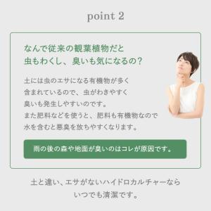 ハイドロカルチャー 植え替え 4点セット ガラ...の詳細画像3