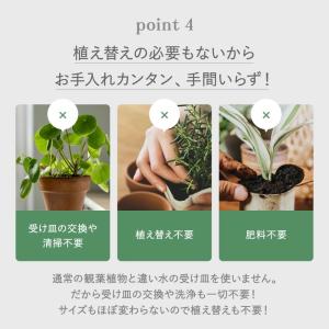 ハイドロカルチャー 植え替え 4点セット ガラ...の詳細画像5