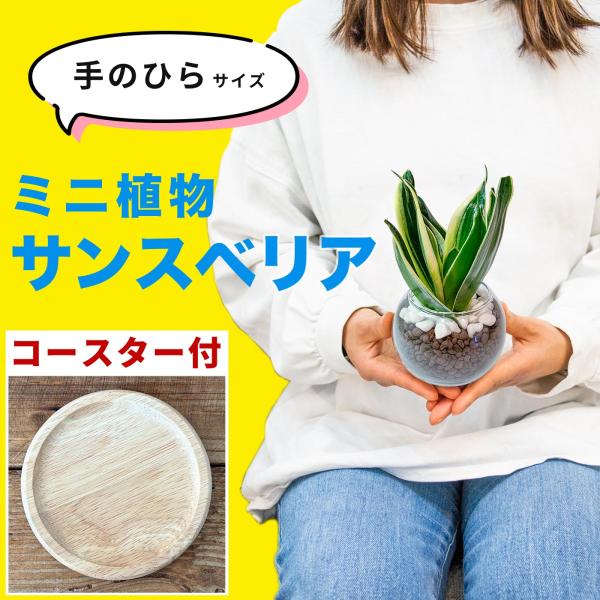 サンスベリア 観葉植物 本物 ハイドロカルチャー 空気清浄 ミニ 開店祝い 水耕栽培 サンセベリア ...