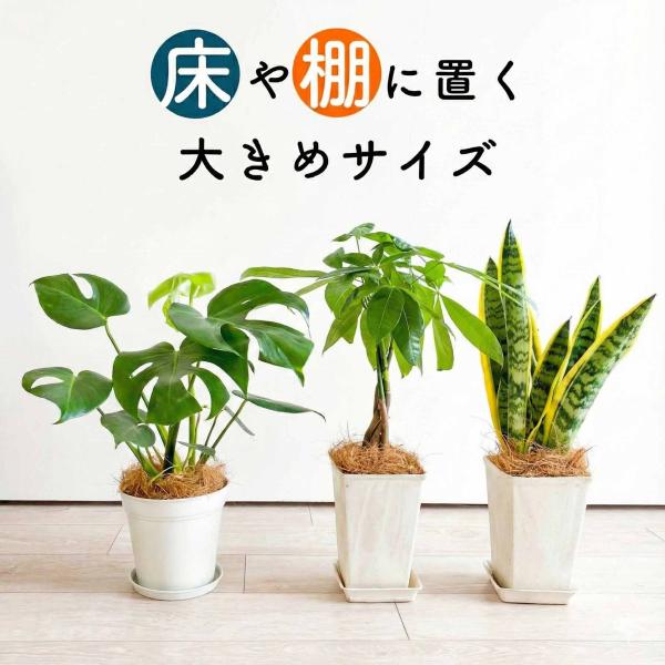 観葉植物 5号 本物 パキラ サンスベリア モンステラ 棚置き 床置き 初心者 おしゃれ 中型 室内...