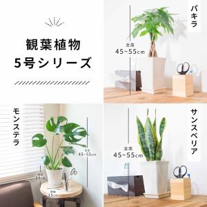 観葉植物 5号 本物 パキラ サンスベリア モ...の詳細画像1