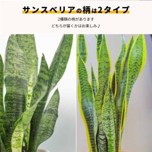 観葉植物 5号 本物 パキラ サンスベリア モ...の詳細画像5