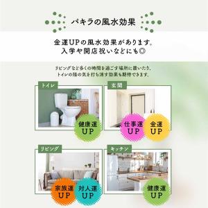 観葉植物 5号 本物 パキラ サンスベリア モ...の詳細画像4