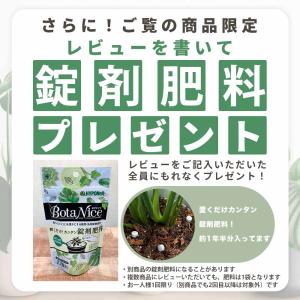 観葉植物 ハンギング 吊り下げ 3種から選べる...の詳細画像3