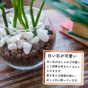 パキラ 観葉植物 ミニ 本物 ハイドロカルチャ...の詳細画像4