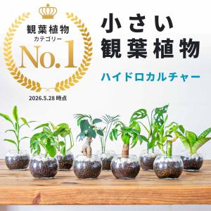 小さい観葉植物 本物 珍形ガジュマル マドカズラ...の商品画像