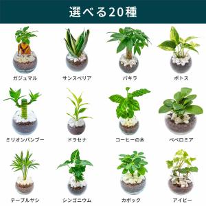 小さい観葉植物 本物 珍形ガジュマル マドカズ...の詳細画像1