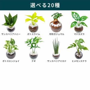 小さい観葉植物 本物 珍形ガジュマル マドカズ...の詳細画像2