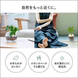 小さい観葉植物 本物 珍形ガジュマル マドカズ...の詳細画像3