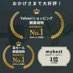小さい観葉植物 本物 珍形ガジュマル マドカズ...の詳細画像5