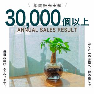 小さい観葉植物 本物 サンスベリア ガジュマル...の詳細画像5