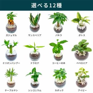 小さい観葉植物 本物 サンスベリア ガジュマル...の詳細画像1